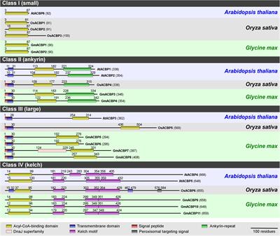 In silico Analysis of Acyl-CoA-Binding Protein Expression in Soybean